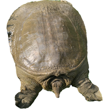 外塘大甲鱼活体食用甲鱼宜脚鱼团鱼王八中华鳖苗水鱼批发冷水 3斤【公甲鱼】69元(2.8-3斤)