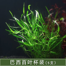 鱼草缸装饰水草造景套餐活体植物懒人绿菊中后景淡水有茎水草真草 白色 巴西百叶1杯5支
