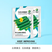 中科茂华蔬菜种子 无刺全雌水果黄瓜 迷你水果小黄瓜 一叶一瓜 果肉淡绿有甜味 高产易种植 全雌黄瓜/100粒/袋
