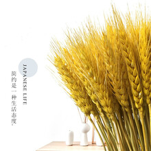 睿爸 麦穗干花花束开业大麦真稻穗兔尾草薰衣草情人草田园装饰道具 黄色麦穗100支