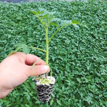 新种番茄种子进口耐热西红柿种籽抗病毒抗高温不裂果大果高产欧诺 欧诺番茄苗1000棵