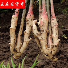 嫩姜 四川现挖仔姜 新鲜生姜 子姜 五指姜 泡姜 10斤