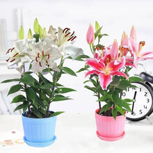 5颗香水百合花种子 百合花盆栽 百合种球带芽四季室内绿植 混色香水百合 种球5颗+加仑盆+土+生根粉