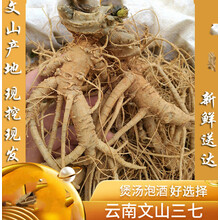 杞里香 云南文山鲜三七现挖新鲜三七 三七根须田七泡酒煲汤秋冬滋补 5个新鲜一斤