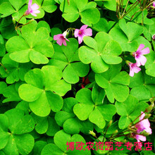 三叶草四叶草种子幸运草四季常青易种活园林绿化庭院护坡草坪种籽 三叶草(红花)半斤