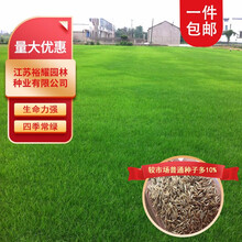 草坪种子草籽四季常青免修剪狗牙根马尼拉护坡草皮草子种草籽四季好客花乡 狗牙根【净籽】/斤【耐热耐踏】
