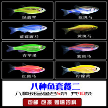 红蓝斑马鱼冷水鱼热带观赏鱼活体练手草缸新手金鱼苗小型淡水好养 八种斑马各5条 共40条