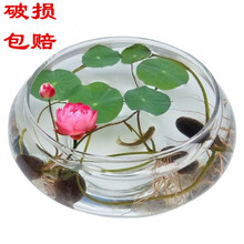 伈浵 玻璃花瓶碗莲铜钱草水仙花盆水培花卉 绿植水养 客厅阳台桌面摆件 2个大号(肚径25厘米)