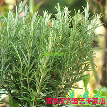 迷迭香种子 多年生香草种子 庭院阳台盆栽四季花卉种籽 迷迭香种子50粒