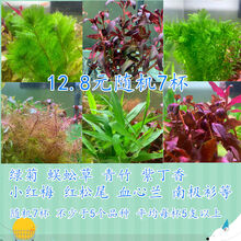 [京选推荐]鱼缸中后景水草懒人活体植物淡水有茎绿菊蜈蚣青竹血心兰 随机水草7杯无陶瓷环约15cm