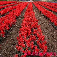 一串红种子春秋播多年生阳台庭院盆栽一串蓝花苗象牙红串串红花籽 矮杆一串红种子 一斤