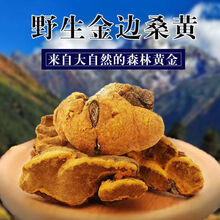 竺芝堂 桑黄灵芝正宗西藏桑树桑黄整枝西藏金边桑黄100g 野生西藏金边桑黄300克打粉