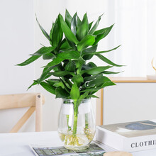 蝴蝶之舞 观音竹 富贵竹水培植物观音竹水生养绿植室内花卉盆栽观叶客厅节节高 观音竹三颗+龙蛋瓶 含盆