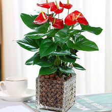 轻奢芊阙白掌盆栽一帆风顺美酒白鹤芋花卉室内客厅办公净化空气防辐射绿植 A级优质红掌+珠点方缸+送陶粒