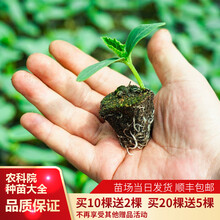 北京农科院京研蔬菜种子种苗口感西红柿种籽高产抗病长黄瓜苗 羊角蜜甘蓝油菜冬瓜苗 阳台盆栽 春妮番茄籽 京研迷你2号黄瓜苗 10棵
