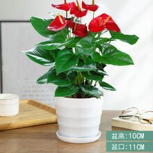 蝴蝶之舞 红掌白掌盆栽植物室内花卉好养土培一帆风顺大盆水养四季常青绿植 红掌【螺纹盆】 含盆