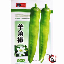 一播大地 牛角椒种子羊角椒种子 大果牛角椒种子辣椒种子 蔬菜 家庭种植 阳台盆栽 高出芽率 羊角椒种子原装5g