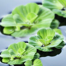 [京选推荐]水芙蓉水葫芦水培植物铜钱草净化水质养龟鱼缸水草浮萍水养小绿植 水芙蓉100株装(铜钱草)