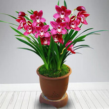 阳台花卉兰花苗盆栽建兰墨兰花蕙兰室内观花植物不含盆 香妃【4棵苗】