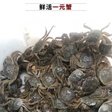 鲜美惊 螃蟹鲜活一元蟹河蟹小毛蟹小螃蟹活体蟹全公母0.3-0.8两只 【大闸蟹 全母】2-1.8两8只