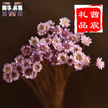 小干花小雏菊干花花束真花风干装饰文艺客厅家居摆设生日礼物 浅紫色50支一束买1送1