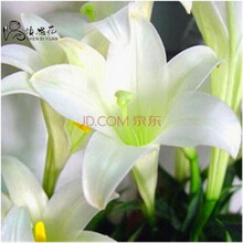 波思菊种子 种子带芽香水百合种球百合花种子球根花卉植物盆栽绿植香水百合种球循环开花多年生 新波白色