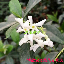 重瓣茉莉花种子 虎头茉莉白茉莉花种子 四季庭院阳台易种易活植物 重瓣风车茉莉种子50粒