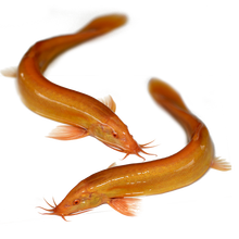 [京选推荐]观赏鱼活体黄金泥鳅清道夫冷水鱼好养发财鱼风水鱼金龙鳅观赏泥鳅 黄金鳅9-12cm4条
