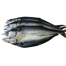 鲅鱼干 甜晒低盐淡晒马鲛鱼 青岛崂山本地咸鲅鱼片 鲅鱼坯子 一撸鲜咸马鲛鱼 500g/条（10条）