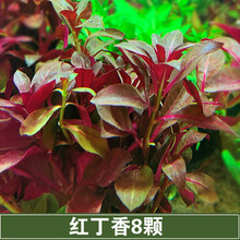 鱼缸造景中后景绿菊花真水草活体有茎类水族箱装饰免co2鱼缸造景装饰 红丁香8只