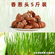 草庄 葱种孑小香葱种子种头苗小葱种籽红葱头红头阳台蔬菜盆栽火葱 5斤香葱头