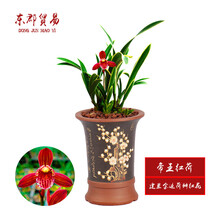 东郡贸易国兰 金边矮种建兰四季兰花苗 帝王红荷 冬带浓香味花苞荷瓣红花精品名贵兰草室内鲜花卉盆栽绿植 帝王红荷2苗连体裸根，收藏配肥