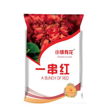 小镇有花草花种子一串红种子盆栽花草矮串红花种子四季播易种花海花卉花籽 一串红种子1克大约200粒