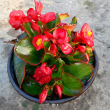 四季海棠盆栽植物四季秋海棠玻璃翠海棠花苗带发货花T7 玻璃海棠红花绿叶小盆 不含盆
