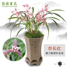 刘阁兰花 建兰红花铭品 市长红 现带浓香花苞出售室内花卉兰花苗兰草盆栽 2苗连体裸根
