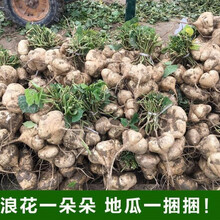 凉薯现挖新鲜蔬菜水果农家自种白地瓜豆薯番薯2 /5 /10斤 凉薯带箱9.5-10斤 现挖现发