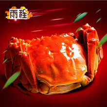 【活蟹】雨程大闸蟹精品礼盒鲜活螃蟹特大养殖户 3.8-4.1公蟹5只3.1-3.4两母蟹5只