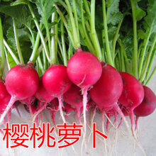 水果萝卜种子天津沙窝种籽潍县青水萝卜生吃脆甜四季蔬菜高产 樱桃萝卜5克装