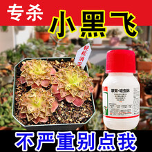 白粉虱小黑飞杀虫剂小飞虫蚜虫蔬菜多肉植物花卉通用 联菊啶虫脒150ml