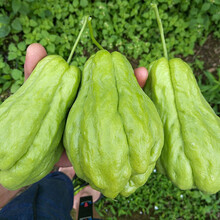 寿禾 佛手瓜种子佛手瓜苗带芽种瓜种苗春季播种蔬菜种孑龙须菜带土发货佛手瓜苗鲜活带叶种苗瓜蔬菜种籽 佛手瓜种瓜10个