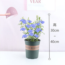 蓝雪花盆栽大苗老桩蓝雪花花苗带花苞棒棒糖爬藤植物耐热阳台 中杯苗含加仑盆 带盆栽好