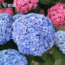 【虹越】大花绣球花盆栽苗 无尽夏花手鞠铆钉绣球八仙花庭院阳台花卉 花手鞠2加仑（大苗）