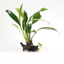 鱼缸草缸真水草活体造景绿植 大水榕沉木前景搭配淡水懒人水族箱金鱼藻植物装饰套餐 丹麦榕单头 沉木水草随机发