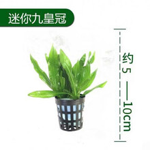[京选推荐]【真水草】鱼缸【好养】活体植物造景迷你皇冠蜈蚣绿菊真水草 迷你绿九冠水草三颗(带固定瓷环