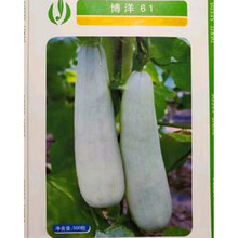 薄皮甜瓜种子香瓜种籽蜜瓜羊角蜜羊角酥脆甜早熟四季博洋博盛61 博洋61甜瓜种子100粒分装