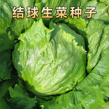 圆生菜 球形种子春夏秋四季播生菜种子/结球生菜种子生菜籽 结球生菜种子一包（约2500粒）