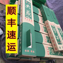 顺丰 礼盒装山东正宗章丘大葱蔬菜带盒十斤精品礼盒装源产地直发特级出口百脉泉 4500g