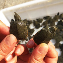 外塘黄色中华甲鱼苗 小甲鱼水鱼苗王八苗中华鳖生态养殖活体饲料VAKADA 3-5g1只（10只起发）