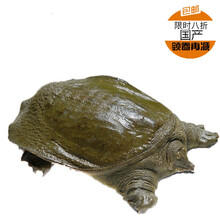 现杀新鲜甲鱼水鱼王八真空包装鲜活杀好食用开袋即煮 新鲜甲鱼2斤现杀真空包装
