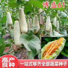 薄皮甜瓜种子香瓜种籽蜜瓜羊角蜜羊角酥脆甜早熟四季博洋博盛61 博盛61甜瓜种子20粒分装